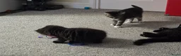 Mixed Breed cats for sale: Mainecoon cross tabby kittens £100 ONO - Advert 22