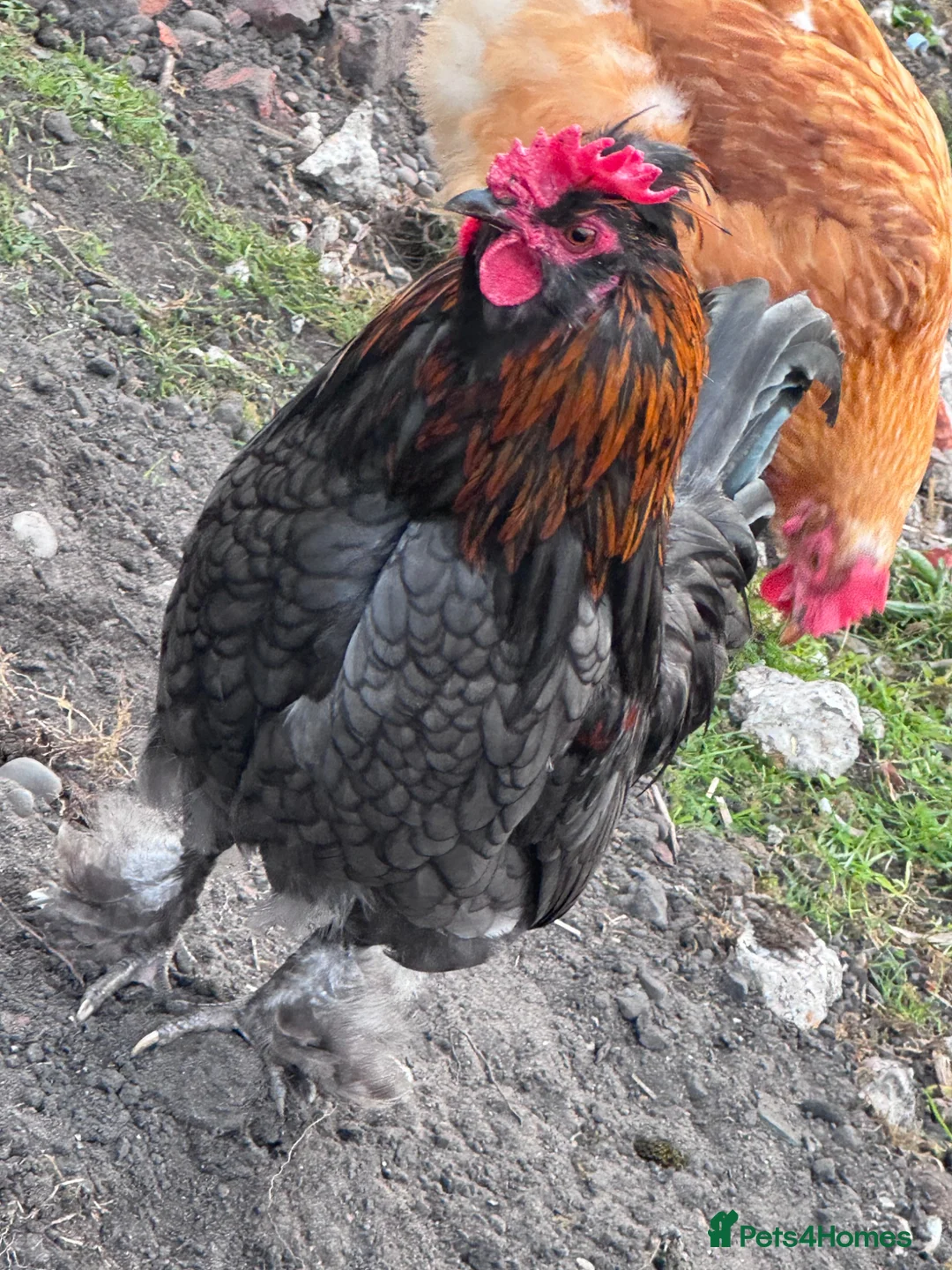 Chickens poultry for sale: 2 cockerels  in Market Rasen - Advert 2