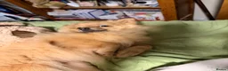 Pomeranian dogs for sale: Pomeranian  - Advert 5