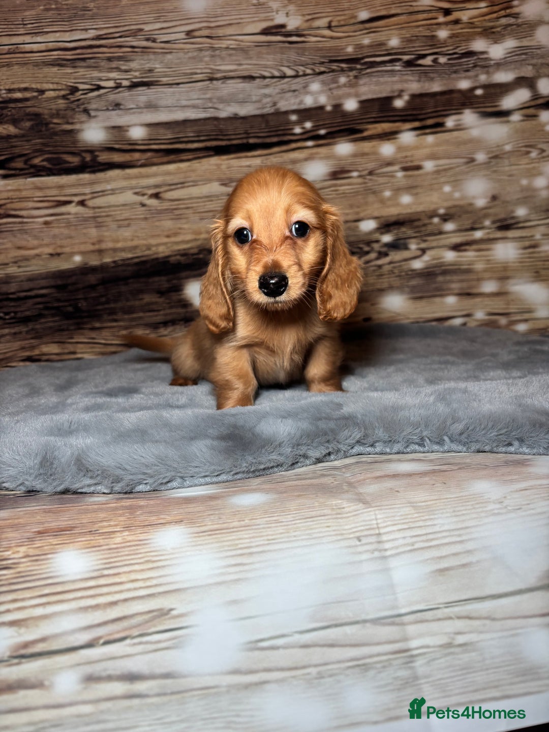 Miniature Dachshund dogs for sale: miniature long coat dachshunds - Advert 14