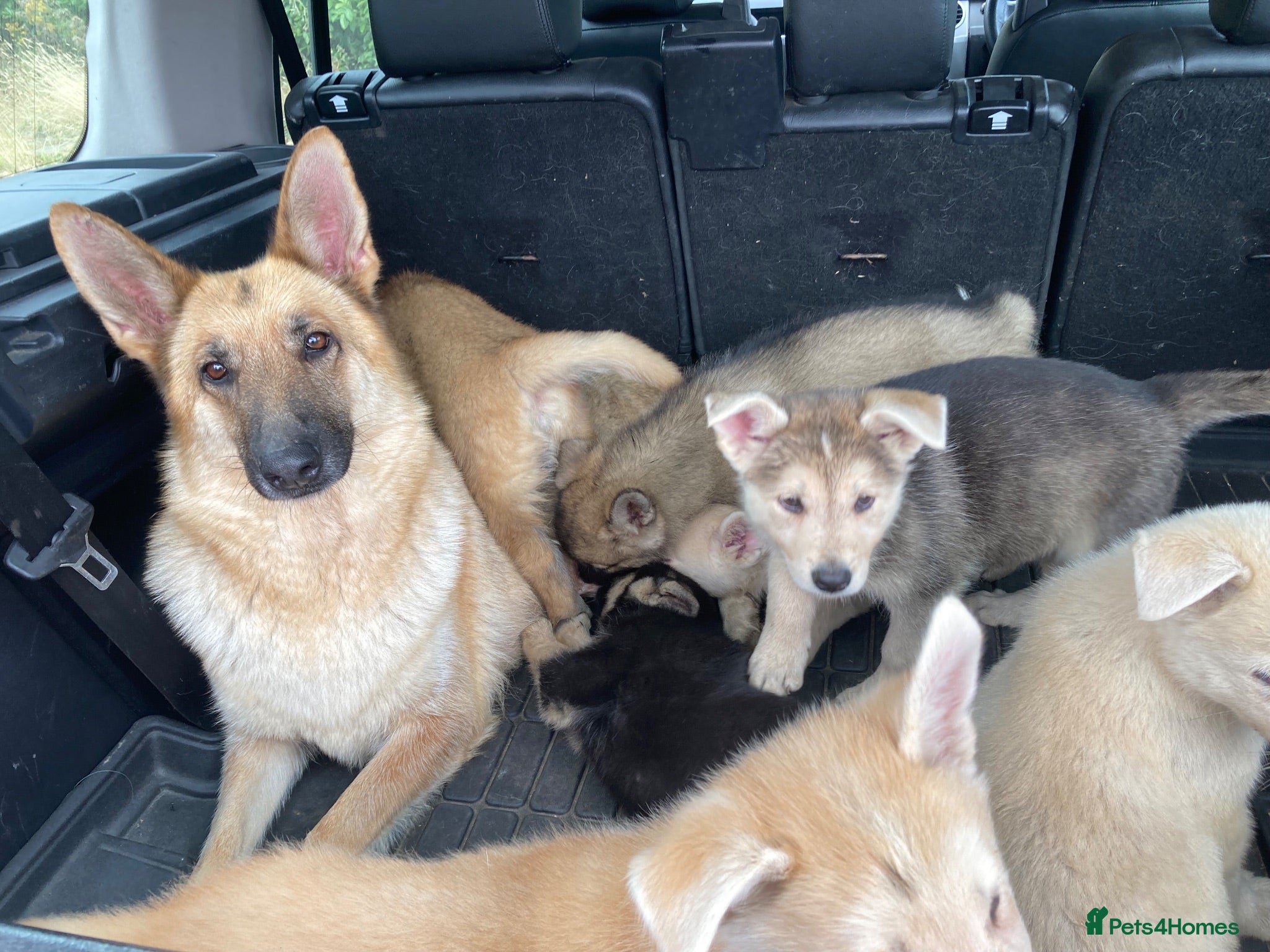 Mixed Breed dogs German Shepherd X Akita Pups - Advert 1