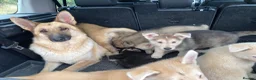 Mixed Breed dogs for sale: German Shepherd X Akita Pups - Advert 1