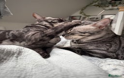 Bengal cats for sale: TICA Registered Silver Bengal Pair - Image 4