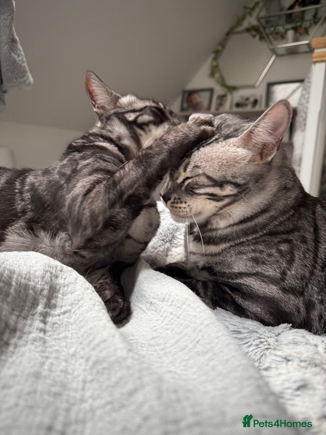 Bengal cats for sale: TICA Registered Silver Bengal Pair - Image 4