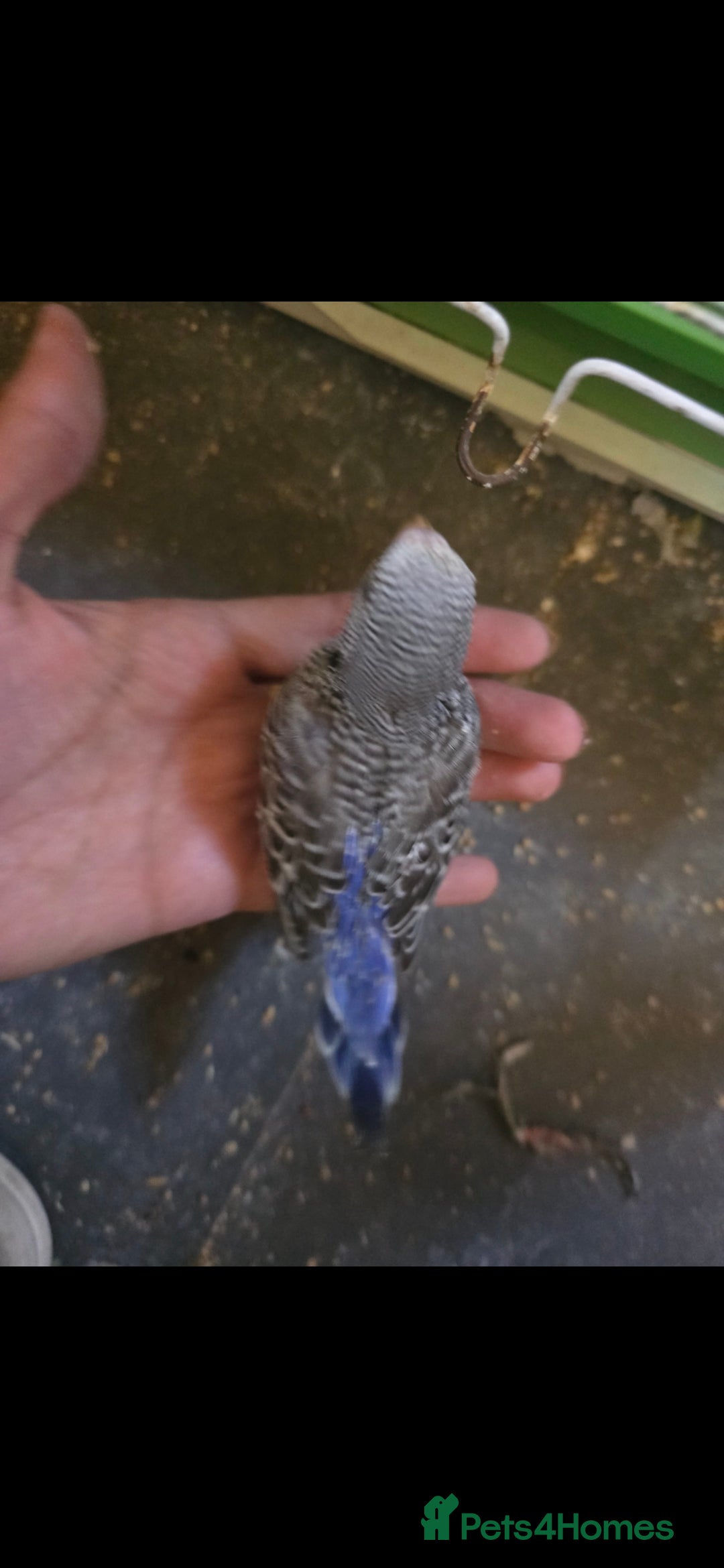 Budgerigars birds for sale: Tame baby budgies  - Image 5