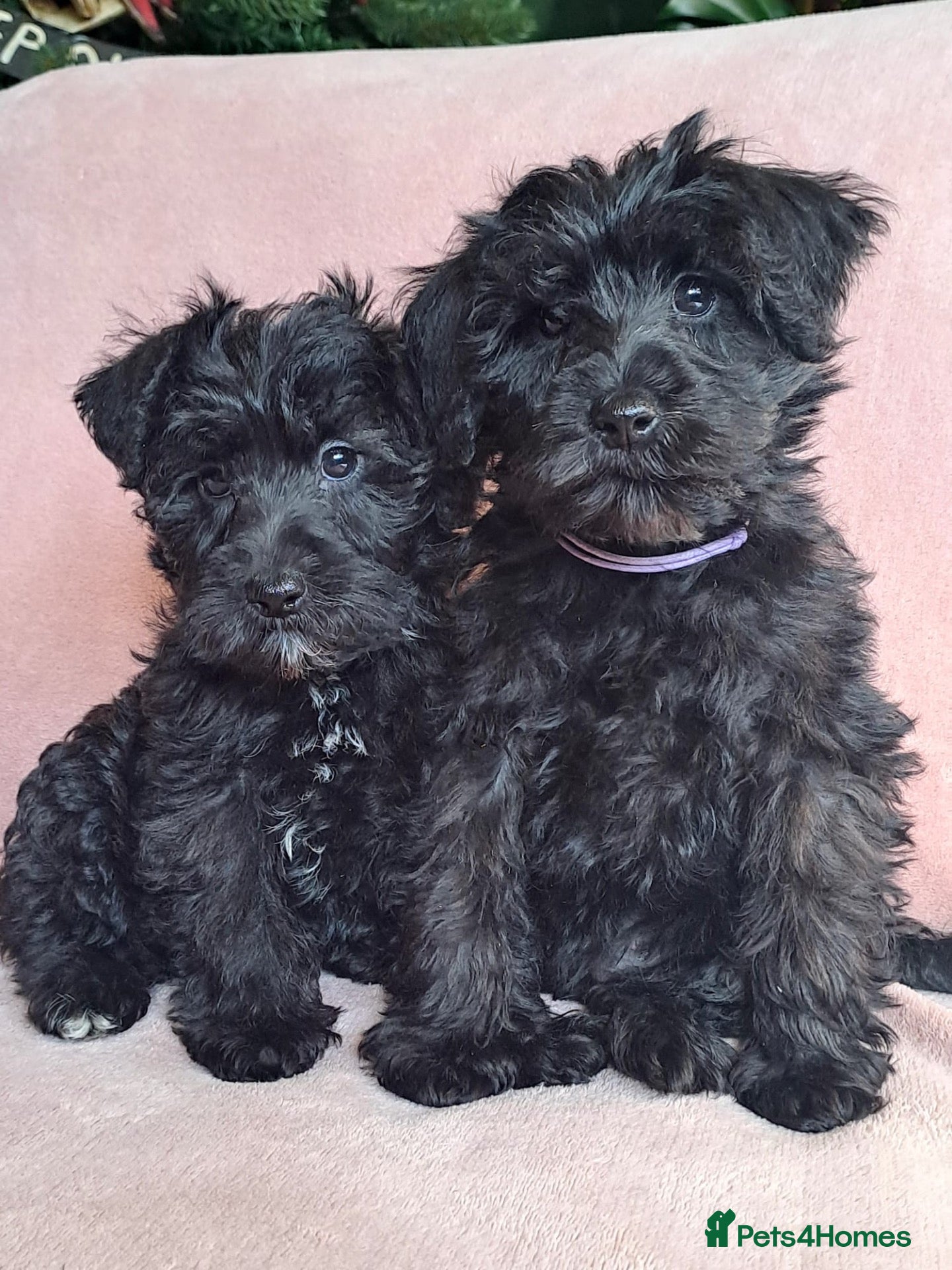 Schnoodle dogs Mini Schnauzer x Toy poodle READY TO GO - Advert 1
