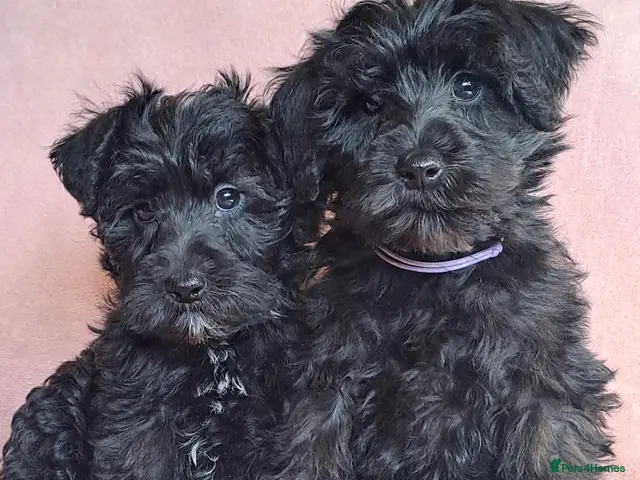 Schnoodle dogs Mini Schnauzer x Toy poodle READY TO GO - Advert 1