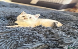 British Shorthair cats for sale: British shorthair kittens TICA ready NOW  - Image 6