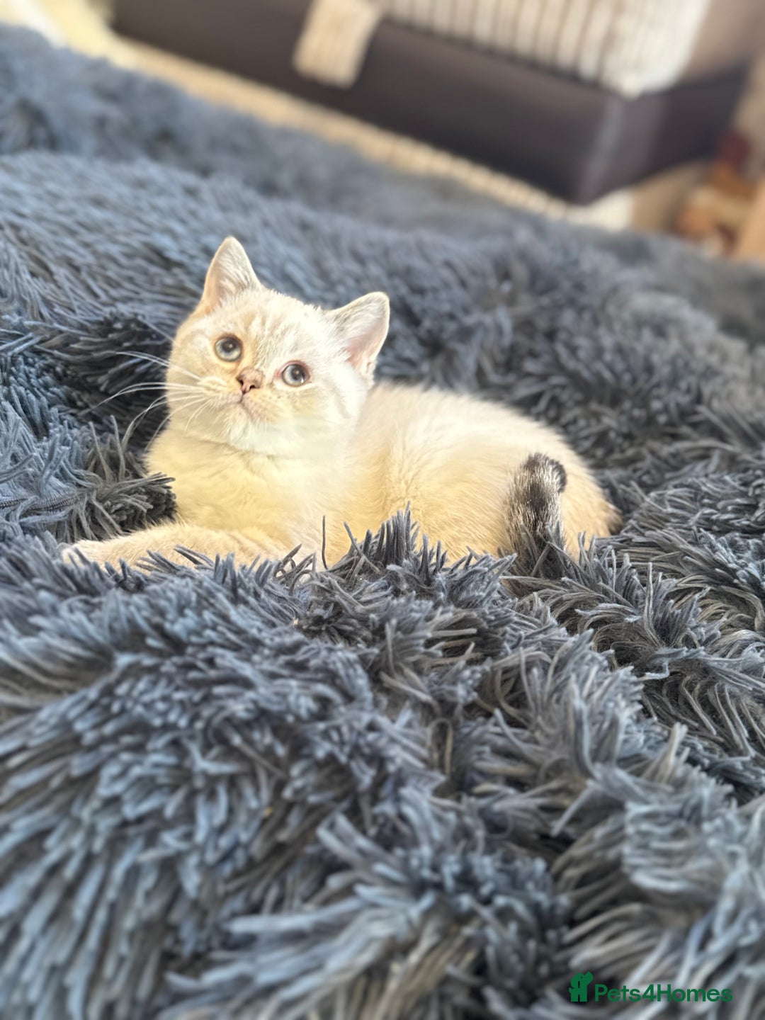 British Shorthair cats for sale: British shorthair kittens TICA ready NOW  - Image 6
