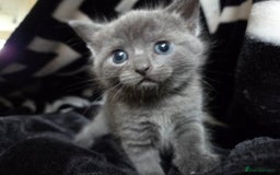 British Shorthair cats for sale: Mixed british - Image 1