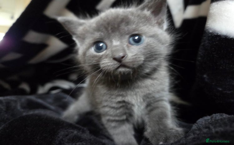 British Shorthair cats - Advert 2