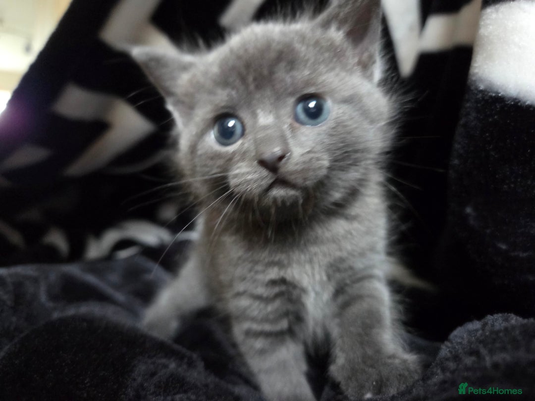 British Shorthair cats for sale: Mixed british - Image 1