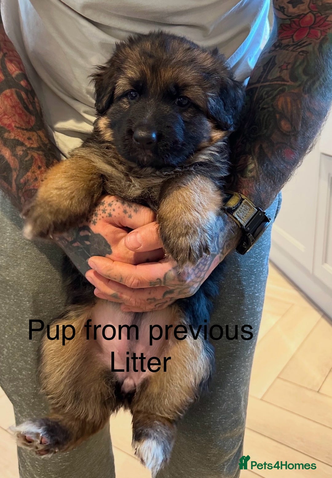 German Shepherd dogs for sale: Beautiful purebred German shepherd puppies - Image 30
