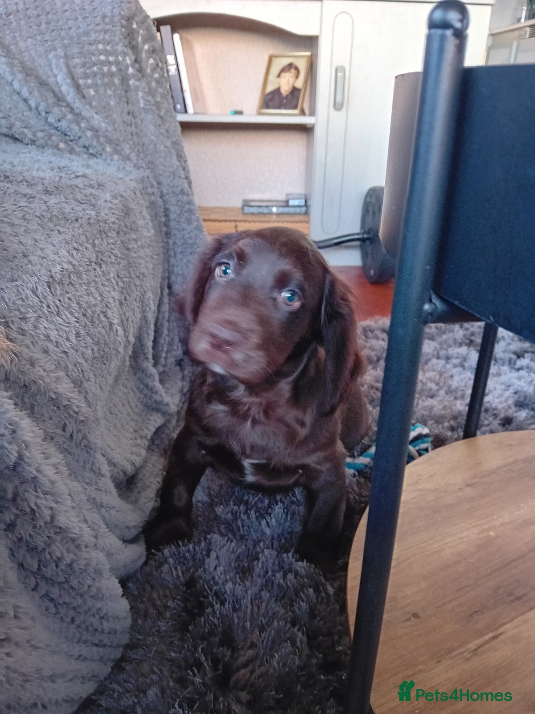 Cocker Spaniel dogs for sale: Cocker spaniel dog pup - Advert 2