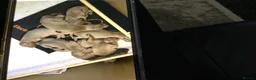 Weimaraner dogs for stud: For stud Ernie  in Oxford - Advert 7