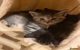 Mixed Breed cats for sale: Himalayan mixed - Image 18