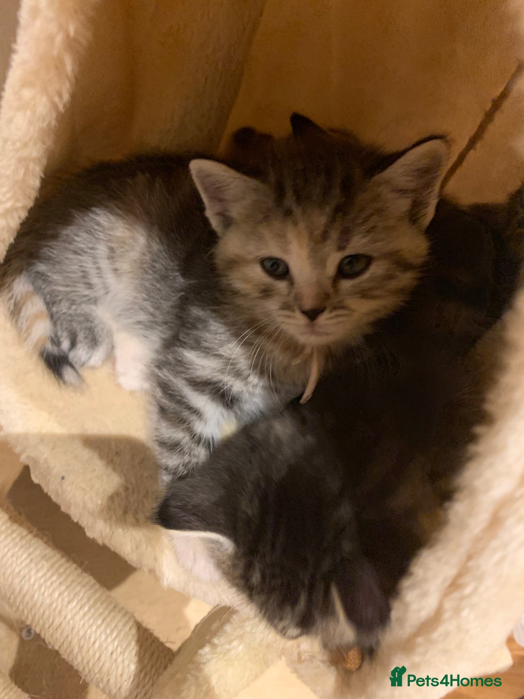 Mixed Breed cats for sale: Himalayan mixed - Image 18