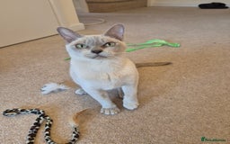 Burmese cats for sale: Beautiful Pedigree Lilac Female Burmese - Image 4