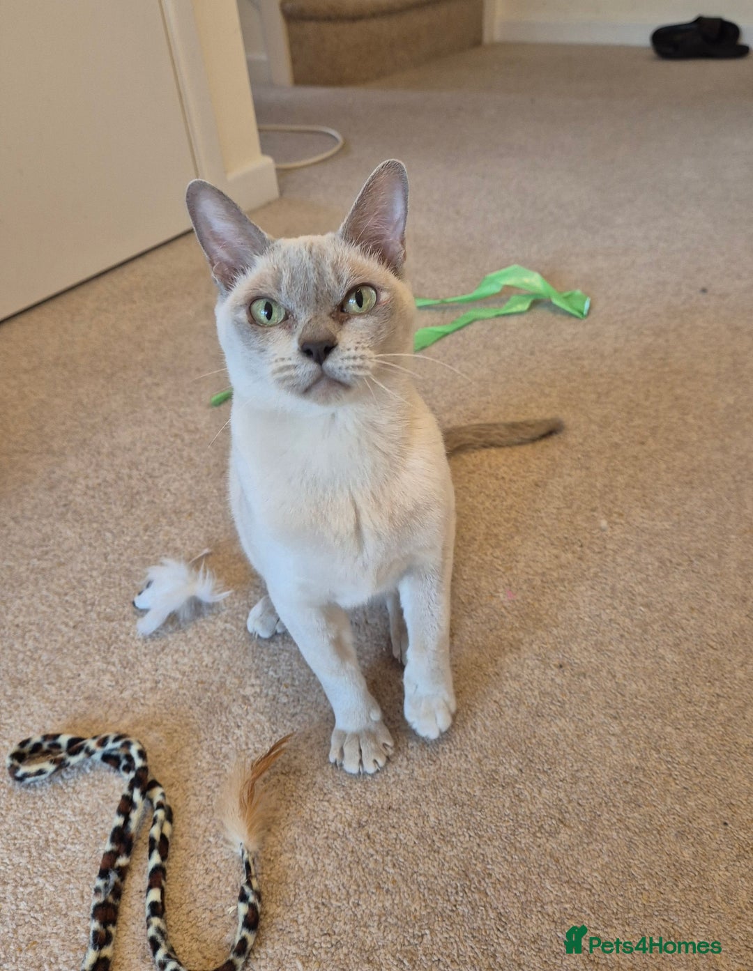 Burmese cats for sale: Beautiful Pedigree Lilac Female Burmese - Image 4