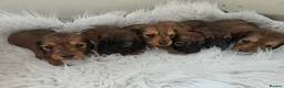 Miniature Dachshund dogs for sale: STUNNING KC SHADED RED LONG HAIR - Advert 35