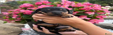 Miniature Dachshund 2