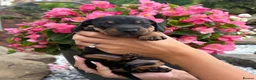 Miniature Dachshund dogs for sale: Miniature Dachshunds  - Advert 20