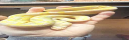 Python Snake reptiles for sale: Candy-Leo-66% het Pied Female - Advert 2