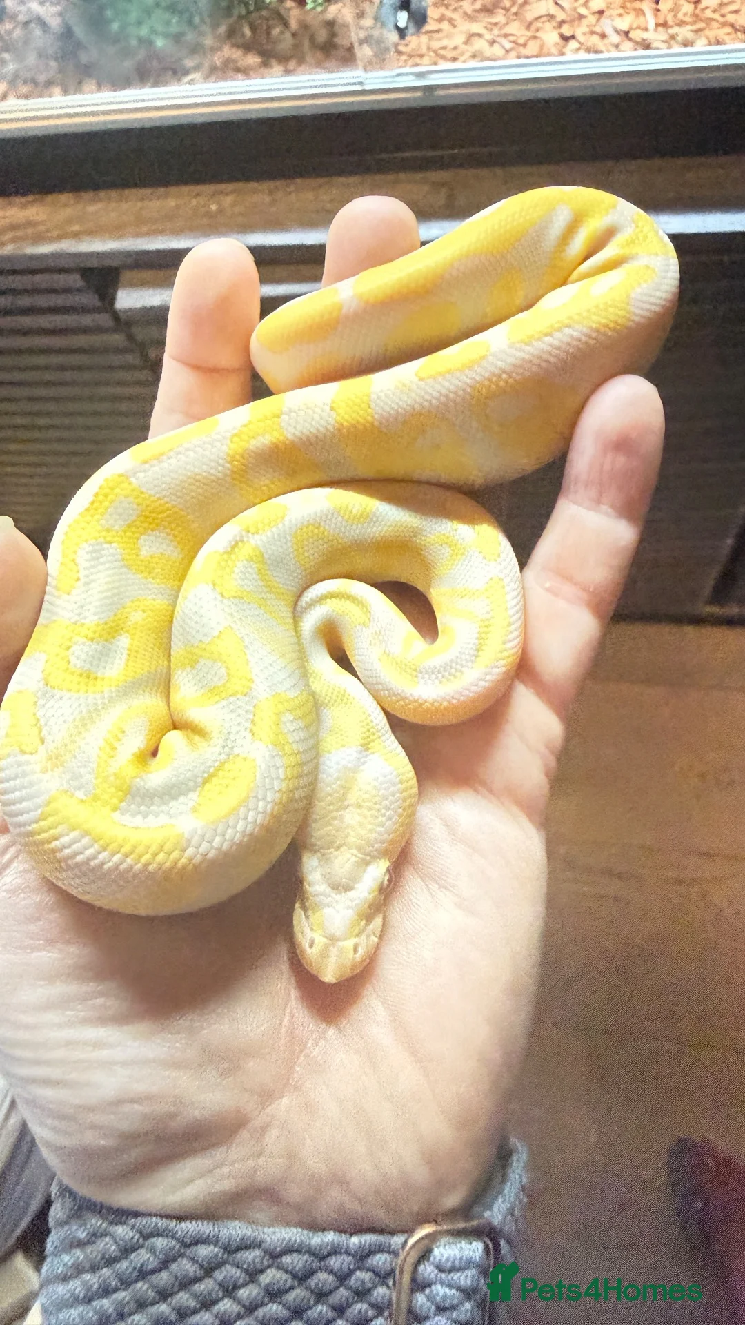 Python Snake reptiles for sale: Candy-Leo-66% het Pied Female - Advert 2