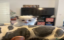 Ragdoll cats for sale: 5 Ragdoll kittens ready leave now  - Image 3