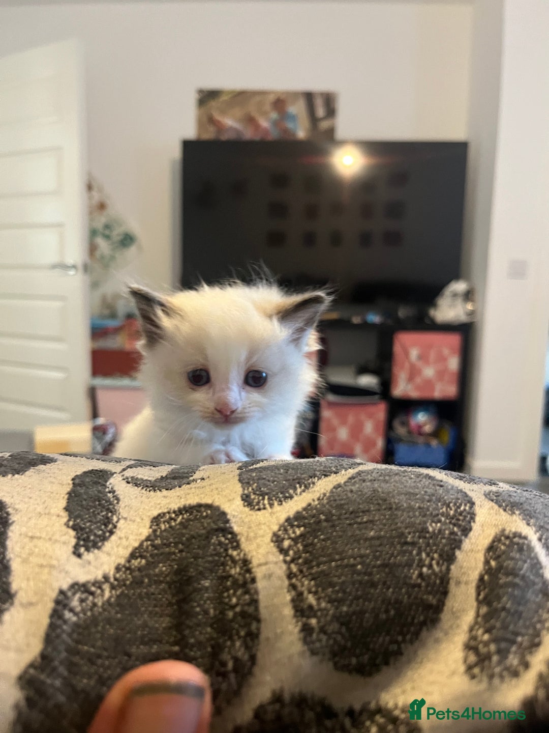 Ragdoll cats for sale: 5 Ragdoll kittens ready leave now  - Image 3