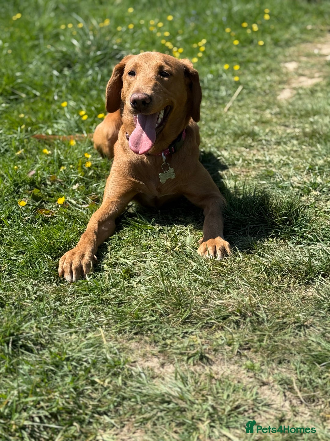 Labrador Retriever dogs for sale: Beautiful fox red girl looking for her forever hom - Image 3