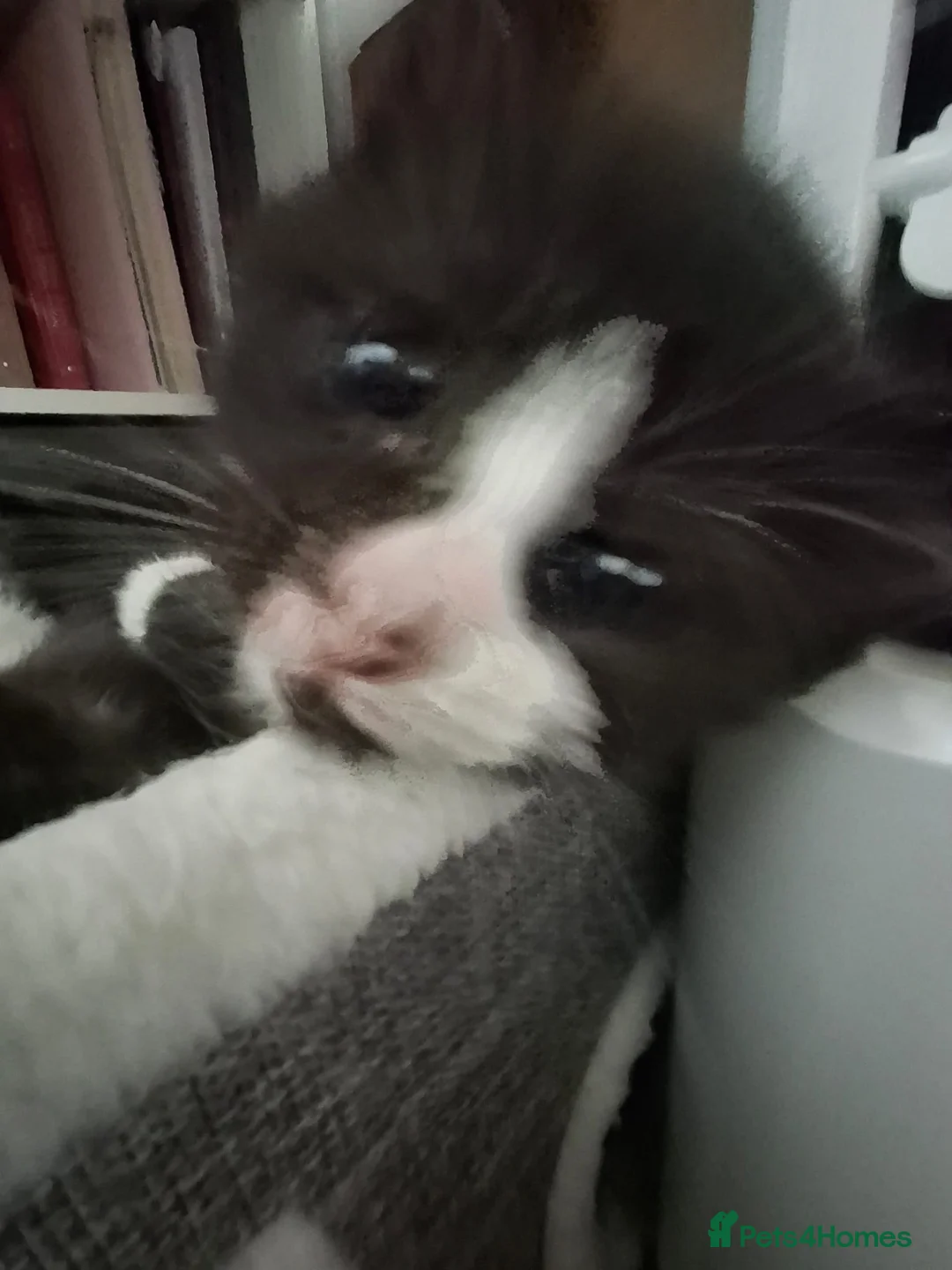 Mixed Breed cats for sale: Male Tuxedo Kitten - Advert 5