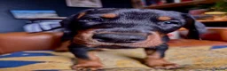 Dobermann dogs for sale: KC reg Dobie Pups | Two girls available - Advert 29