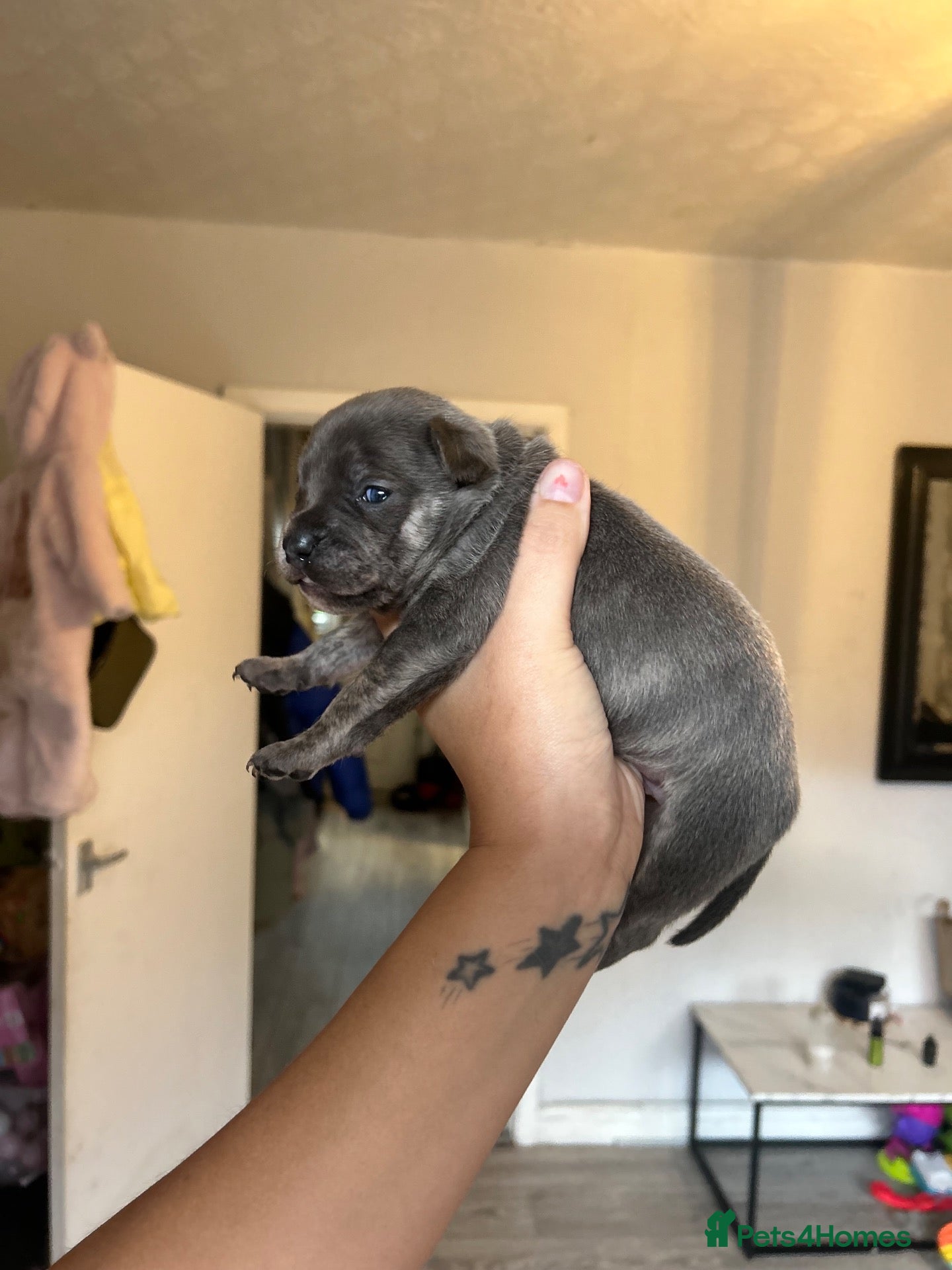 Mixed Breed dogs for sale: SPECIAL WHIPPET X FRENCHIE PUPPIES  - Advert 14
