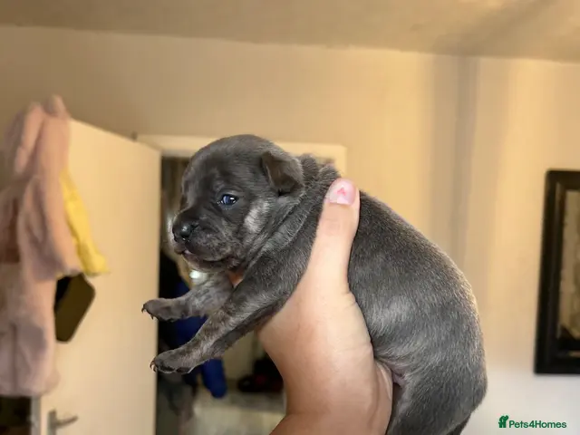 Mixed Breed dogs for sale: SPECIAL WHIPPET X FRENCHIE PUPPIES - Advert 4