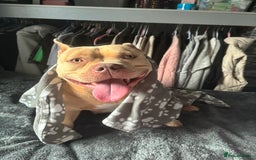 American Bully dogs for sale: Female pocket bully  - Image 9