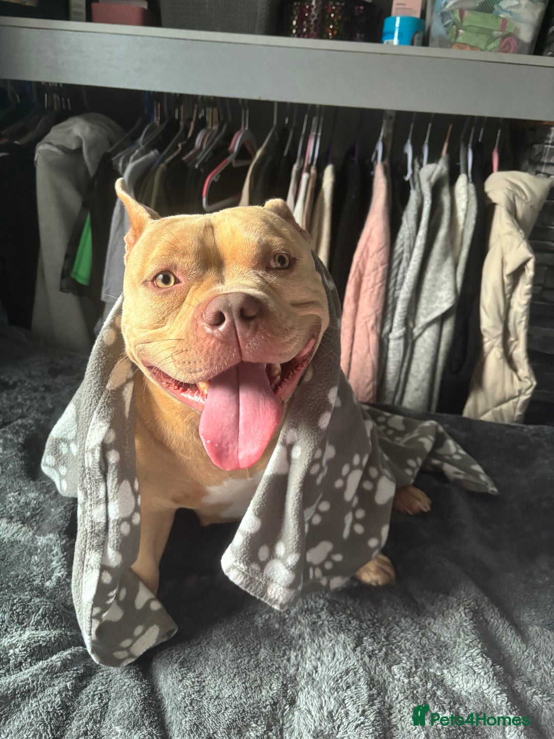 American Bully dogs for sale: Female pocket bully  - Image 9