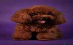 Maltipoo dogs for sale: Tiny F1 Asian Maltipoo puppies. Reserve now! - Image 21