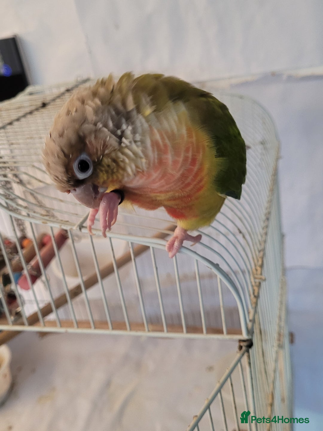 Conures birds for sale: Pineapple conure Male - Image 3