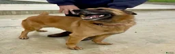 Mixed Breed dogs for adoption:  	ZORRO NEEDS HIS PERSON  in Rotherham - Advert 4