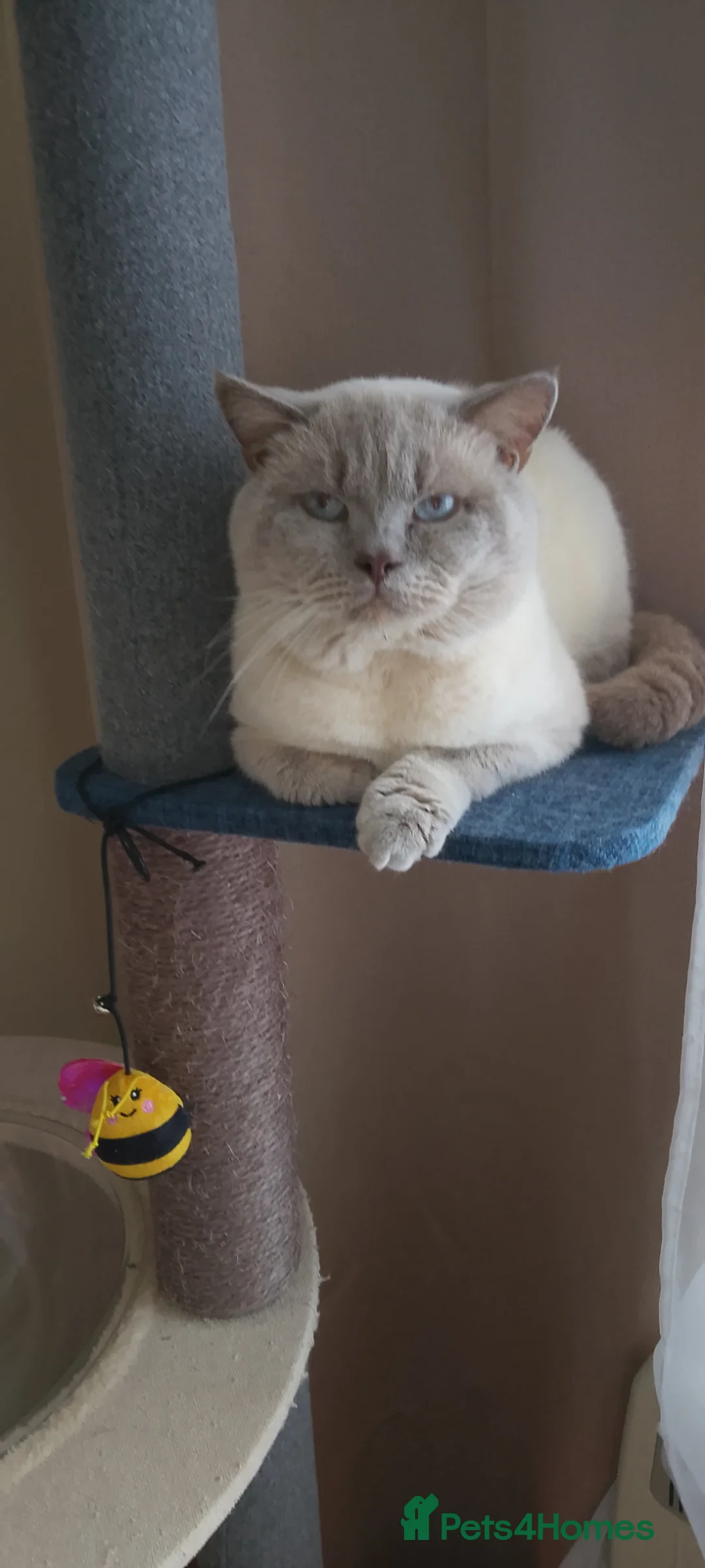 Ragdoll cats for sale: Stunning Ragdoll kittens - Advert 22