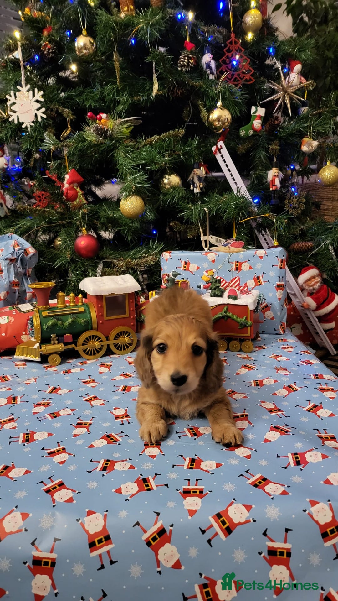 Miniature Dachshund dogs for sale: Miniature long haired daschunds  - Advert 18