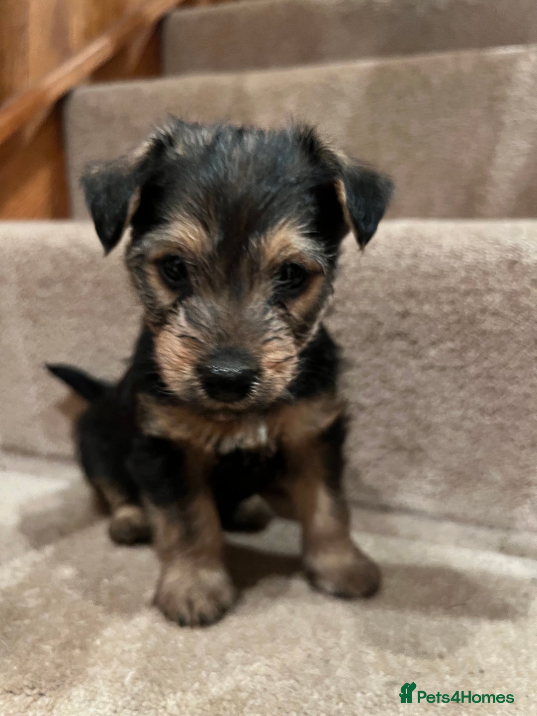 Mixed Breed dogs for sale: Gorgeous Jack Russell x Lakeland terrier puppies - Advert 3