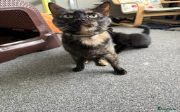 Mixed Breed cats for sale: 2 beautiful kittens looking for a loved homes - Image 7