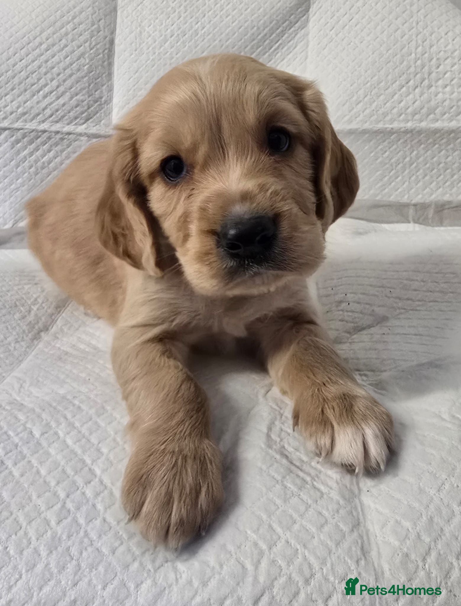 Cocker Spaniel dogs KC Registered Cocker Spaniel Puppies - Advert 5