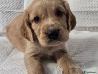 Cocker Spaniel dogs KC Registered Cocker Spaniel Puppies - Advert 1