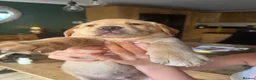 Labrador Retriever dogs for sale: 3 blonde boys available  in Chelmsford - Advert 18