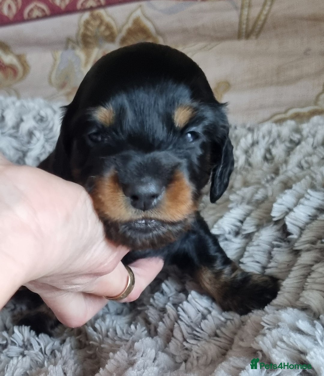 Miniature Dachshund dogs for sale: KC Reg. PRA Clear Long Haired Mini Dachshunds  - Advert 6