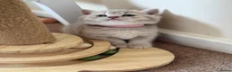 British Shorthair cats for sale: Loving Home-Raised British Shorthair Kittens - Advert 9