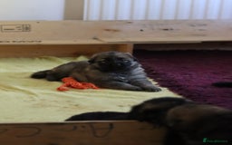 German Shepherd dogs for sale: Adorable GSD pups, straight back line, KC reg - Image 11
